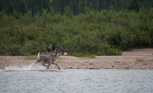 Caribou sortant de l'eau.jpg