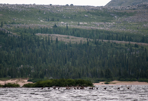 Caribous traversant la rivière Georges 1.jpg