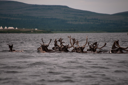 Caribous traversant la rivière Georges 5.jpg