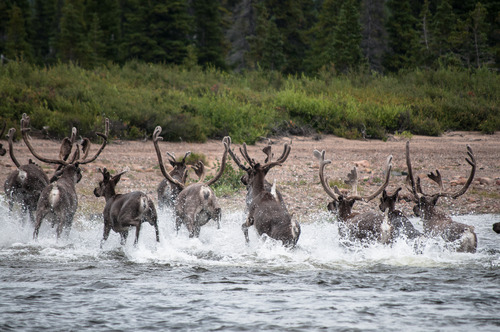 Caribous sortant de l'eau.jpg