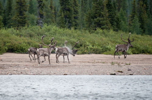 Caribous au bord de la rivière Georges.jpg