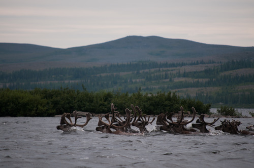 Caribous traversant la rivière Georges 4.jpg