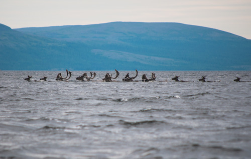 Caribous traversant la rivière Georges 2.jpg