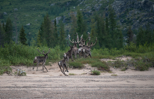 Caribous courant vers une montagne.jpg