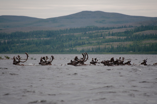 Caribous traversant la rivière Georges 3.jpg