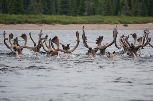 Caribous traversant la rivière Georges 9.jpg