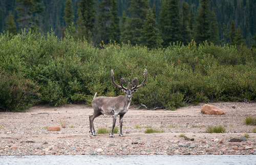 Caribou fixant l'objectif.jpg