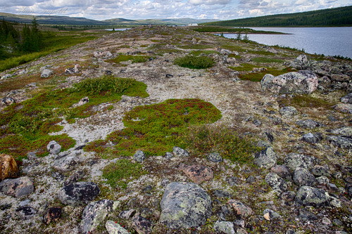 Graines rouges et lichen au Mushuau-nipi.jpg