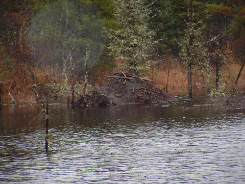 21 trappe aux castor- Lucien et Robert Awashish, automne 200641.jpg