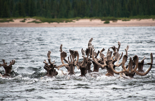 Caribous traversant la rivière Georges 8.jpg