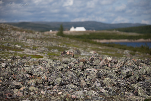 Pierres recouvertes de lichen, Mushuau-nipi.jpg