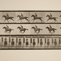 Eadweard Muybridge, Gallop; saddle; thoroughbred bay horse, Bouquet, vers 1884-1887, collotypie, 18.3 x 41.6 cm (chaque image) ; 47.8 x 60.7 cm (l&#039;ensemble)