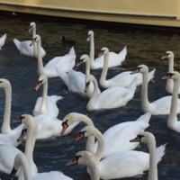 Swans in the Avon River in Stratford