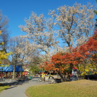 The_four_colours_of_the_Canadian_fall_-_at_Brewer_Park,_Ottawa,_ON.jpg